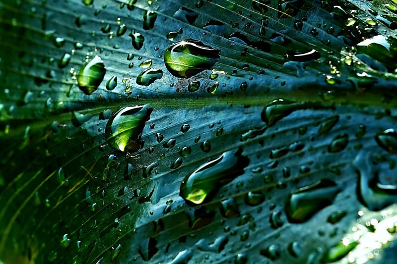 Rainwater harvesting system